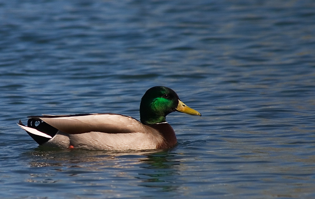 QuackDPC.jpg