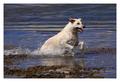 dog-at-loch-fyne