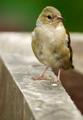Little bird