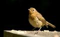 Juvenile Robin