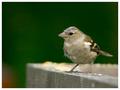 finch.jpg