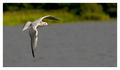 free-flight-2.jpg