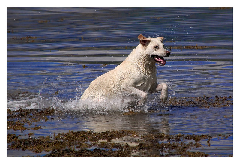 dog-at-loch-fyne