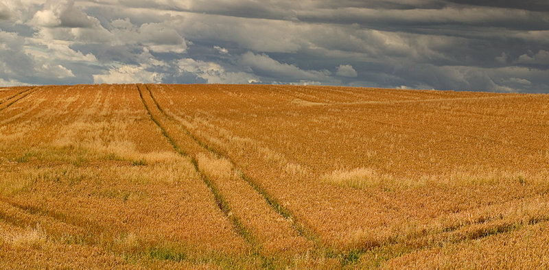 Harvest Lines