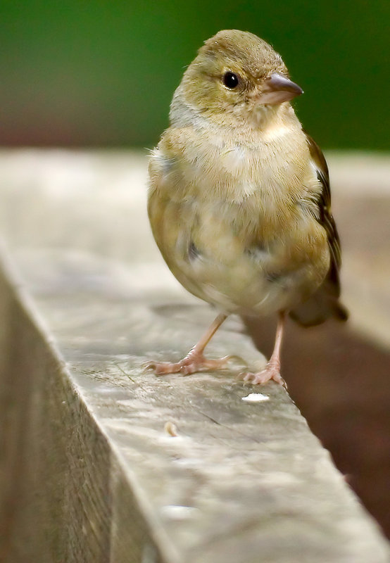 Little bird