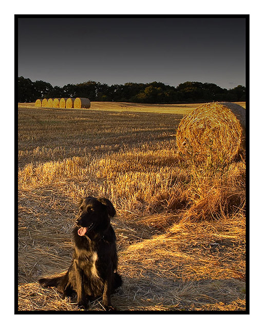 Guardian of the Harvest
