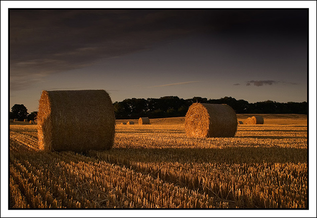 Harvest