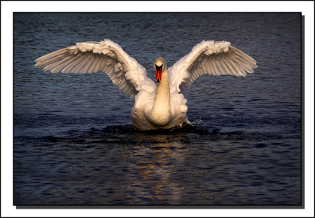 Wings