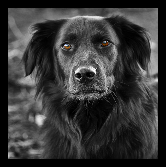 Man’s Best Friend