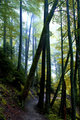 Green Forest