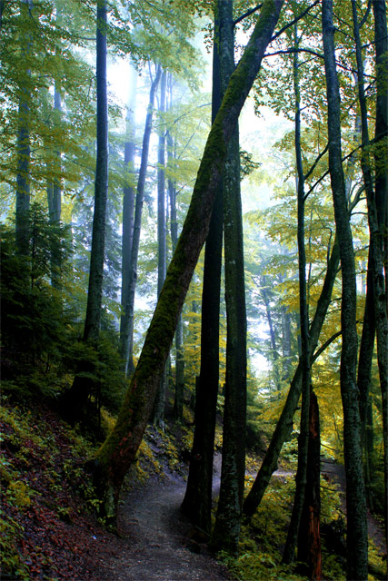 Green Forest