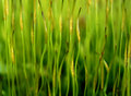 Moss Rave