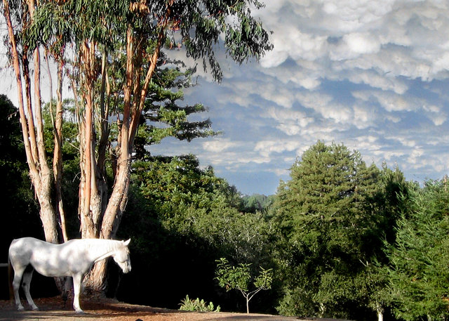 Unicorn Dreams