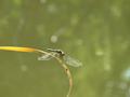 dragonfly.jpg