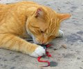 Charlie's catch