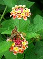 The Pollinator