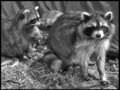 camp intruder 1 - bw.jpg
