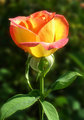 Summer beauty