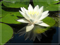 Water lily