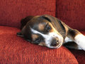 Sweet Dreams baby beagle