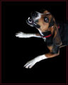Wild beagle