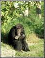 Primal contemplation