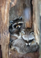 tree huggers