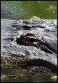 gator gaze