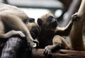 baby monkey