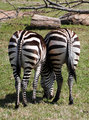 One headed, two butt zebra