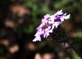 welcome spring