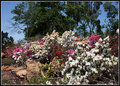 azalea's abound