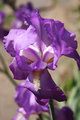 flower_2249.jpg