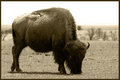 Great American Bison
