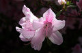 delicate