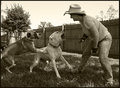 bulldogs conga dancing