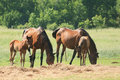 Family Outing