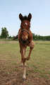 Put your left hoof in...