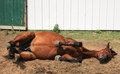 rub my belly