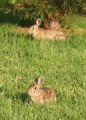 Just bunnies