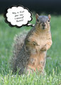 Squirrel thoughts