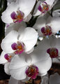 bounty of beauty