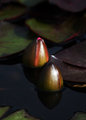 water buds