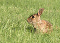 Young bunny