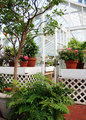 Greenhouse Effect