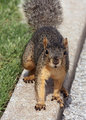 Got Nuts?
