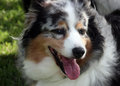 Happy Dog