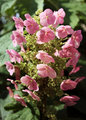 In Bloom