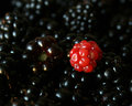 Nature's Blackberry
