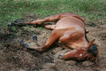 Napping